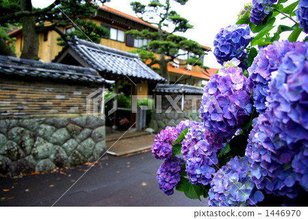 石牆 繡球花 紫色 1446970
