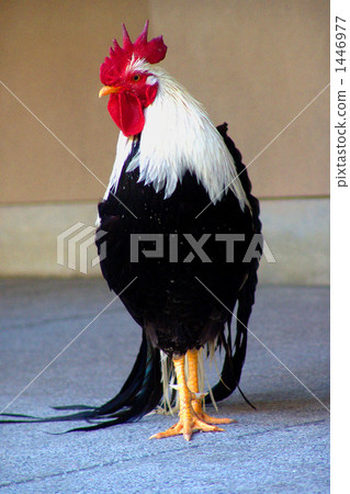 chicken, chickens 1446977