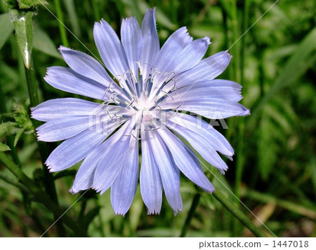 Chicory Flower 1447018