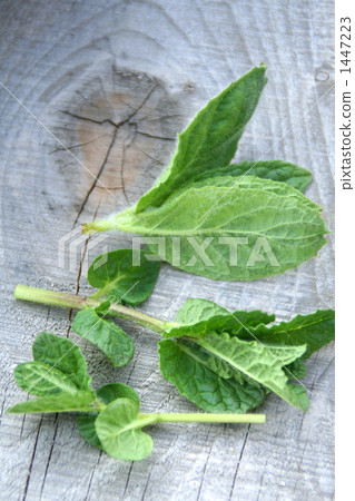 Mint Mint 1447223