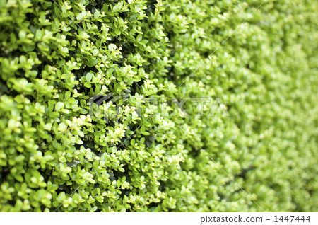 japanese box tree, japanese boxwood, fence 1447444