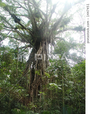 大教堂·無花果樹 1447451