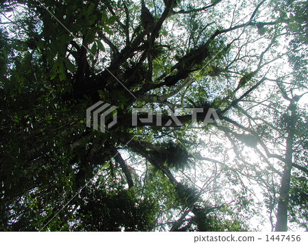 Cathedral · Fig · Tree 1447456