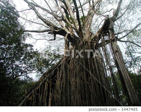 窗簾·圖·樹木變化 窗簾·圖·樹木變化 1447485