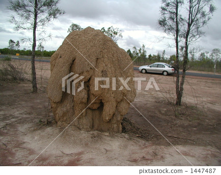 巨大的螞蟻 1447487