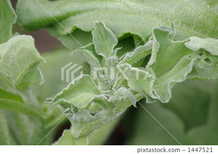 Ice plant Ice plant 1447521