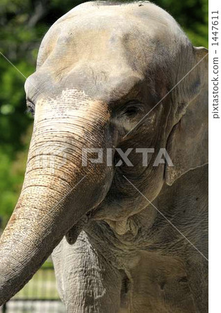 Elephant 1447611