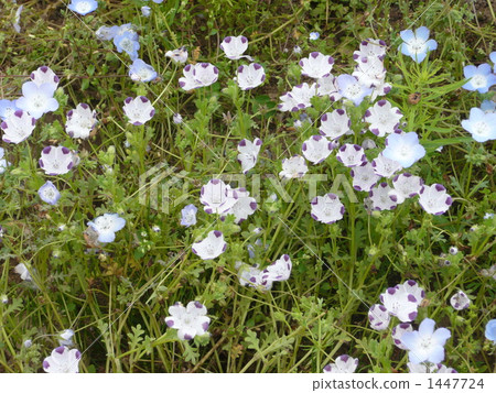 Nemophila of Hitachi Seaside Park Nemophila of Hitachi Seaside Park 1447724