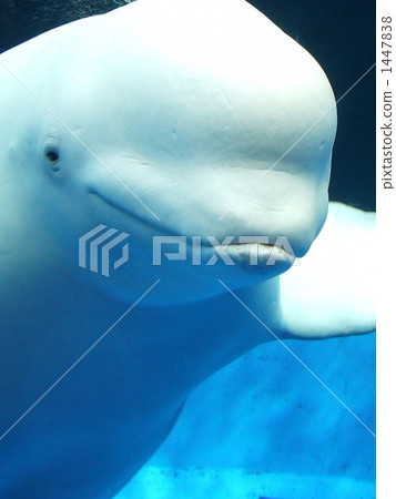 白海豚 白海豚 1447838