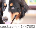 Barneys Mountain Dog 1447852