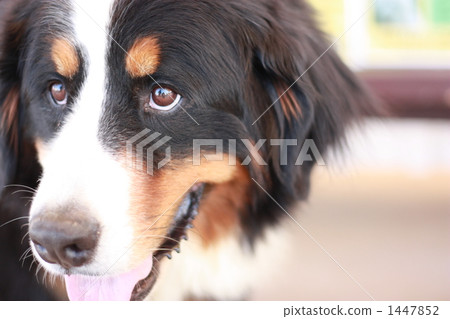 Barneys Mountain Dog Barneys Mountain Dog 1447852