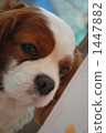 Cavalier Up 1447882