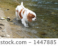 Cavalier watching 1447885