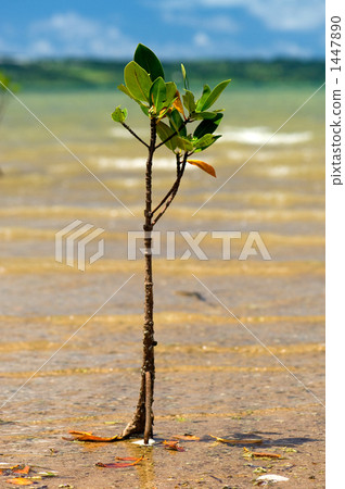 八重山hirugi 1447890