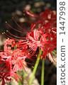 cluster amaryllis, bloom, blossom 1447998