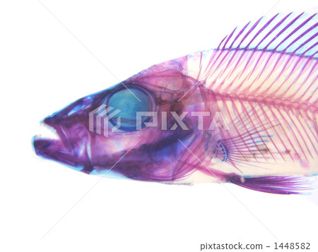 壓縮面膜透明標本 1448582