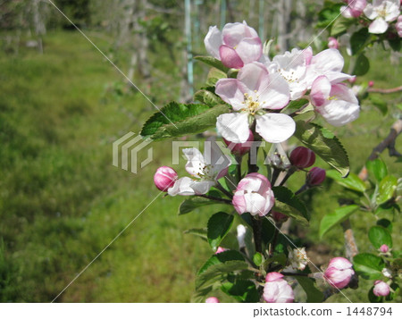 Flowers and buds of apples (Fuji) Flowers and buds of apples (Fuji) 1448794