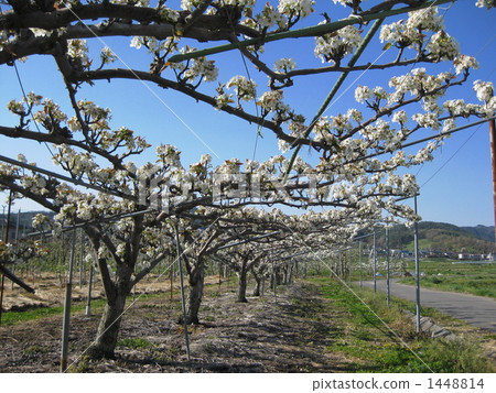 Thousand Pear Flowers Thousand Pear Flowers 1448814