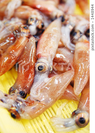 Firefly squid 2 Firefly squid 2 1448944