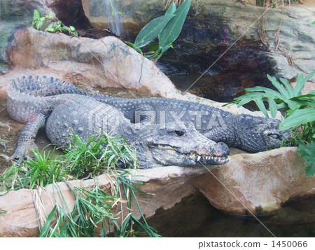 At the crocodile zoo 1450066