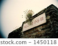 bloom, blossom, blossoms 1450118