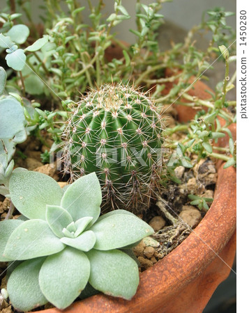 Potted succulent plants Potted succulent plants 1450280