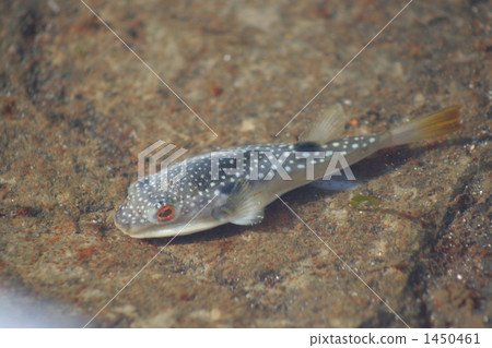 在潮汐池中游泳的草河豚 1450461