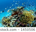 saltwater fish, blue green damselfish, blue-green chromis 1450506