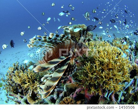 saltwater fish, blue green damselfish, blue-green chromis 1450506