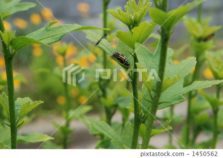 larva, ladybug, bug 1450562