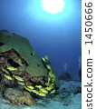 bluestripe snapper, aquatic, in the water 1450666