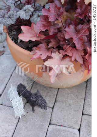 採摘Huquela C. 1450727