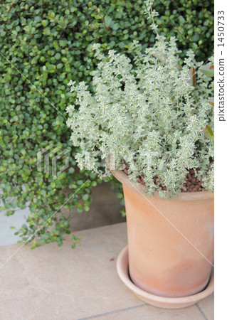 Wire plants and Silver time Wire plants and Silver time 1450733