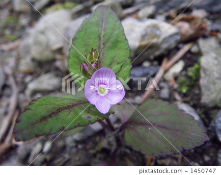 Hoe-shaped grass (stag beetle) up 1450747
