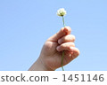 white clover, clover, hand 1451146