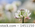 white clover, clover, bloom 1451150