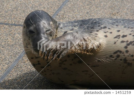 海洋生物 海洋動物 海豹 1451259
