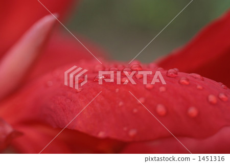 Drop of canna Drop of canna 1451316