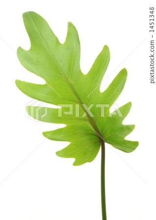 Philodendron · Xanadu (Cookabara) 1451348