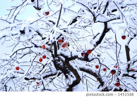 kakinoki, persimmon, fallen snow 1451586