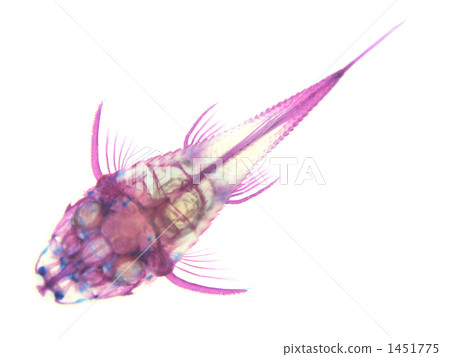 Selphin pureco透明標本 1451775