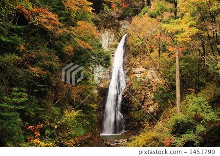 The original immovable waterfall of autumn leaves The original immovable waterfall of autumn leaves 1451790