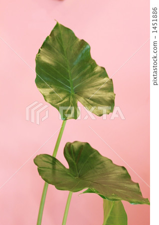 alocasia odora, giant upright elephant ear, night-scented lily 1451886