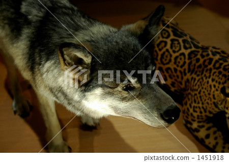 Stuffed Japanese wolf 1451918