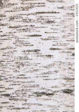Birch bark 1451935