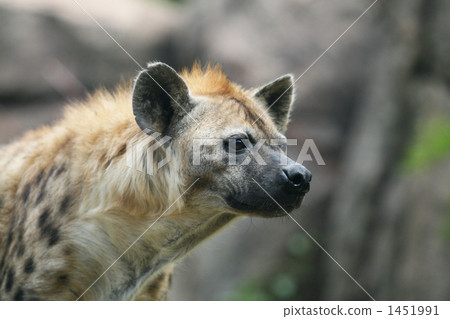 斑鬣狗 鬣狗 陸上動物 1451991