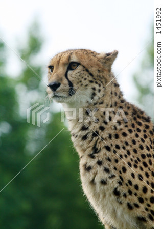 獵豹 動物 陸上動物 1451992