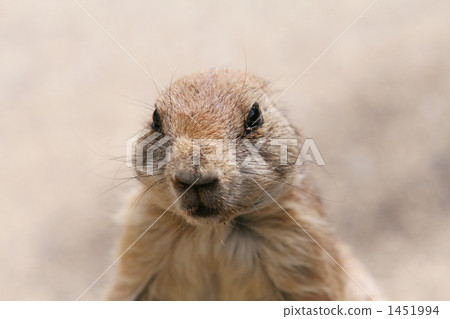 prairie dog, prairie dogs, prairiedog 1451994