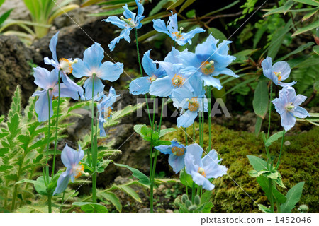 喜馬拉雅山的罌粟 1452046