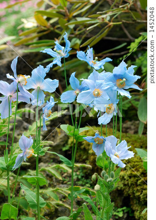 喜馬拉雅山的罌粟 1452048